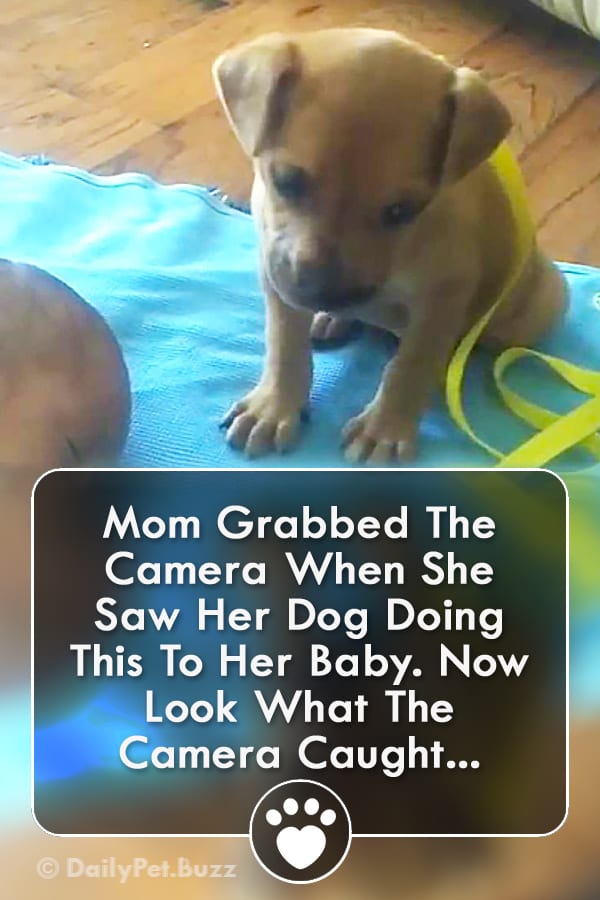 Mom Grabbed The Camera When She Saw Her Dog Doing This To Her Baby. Now Look What The Camera Caught...