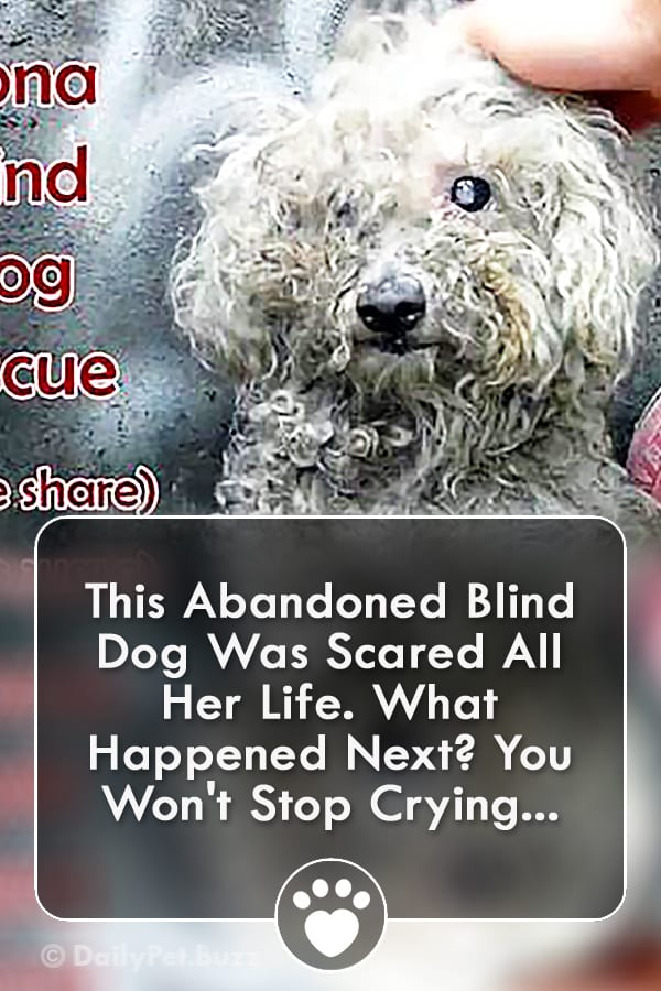 This Abandoned Blind Dog Was Scared All Her Life. What Happened Next? You Won\'t Stop Crying...