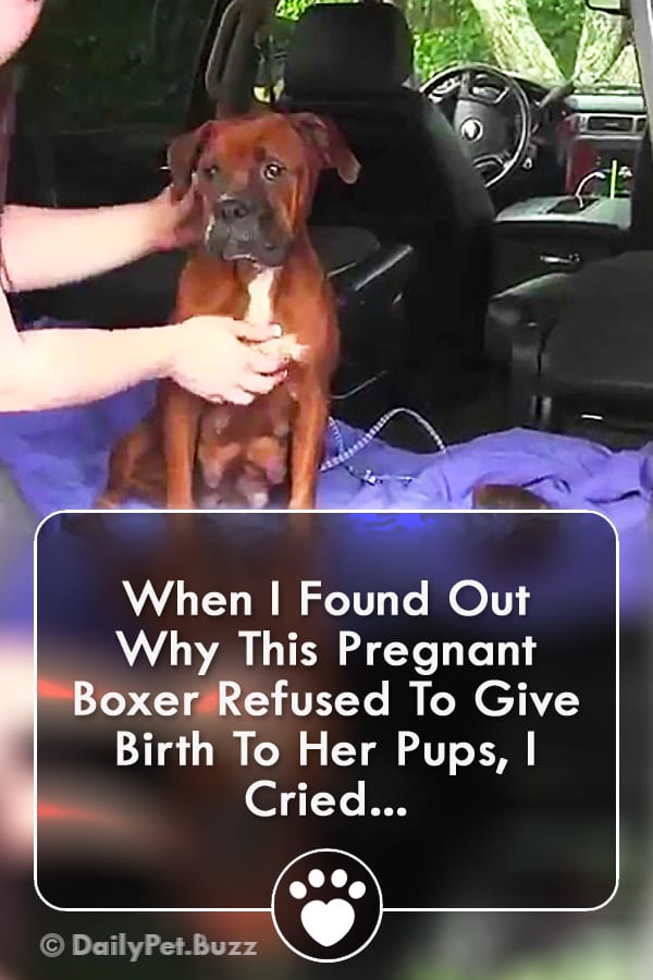 When I Found Out Why This Pregnant Boxer Refused To Give Birth To Her Pups, I Cried...