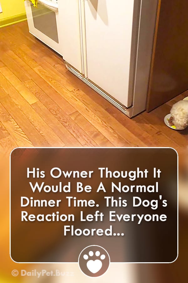 His Owner Thought It Would Be A Normal Dinner Time. This Dog\'s Reaction Left Everyone Floored!