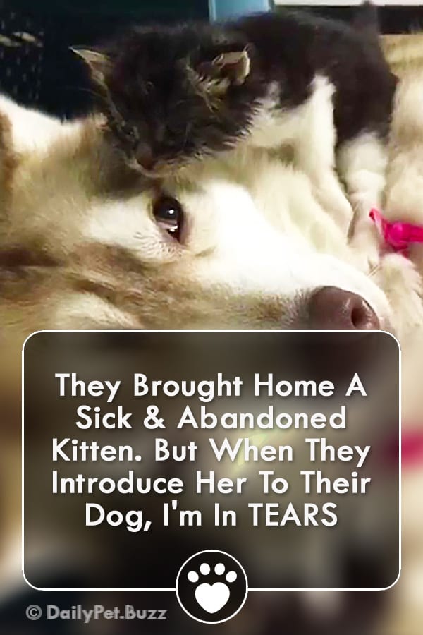 They Brought Home A Sick & Abandoned Kitten. But When They Introduce Her To Their Dog, I\'m In TEARS