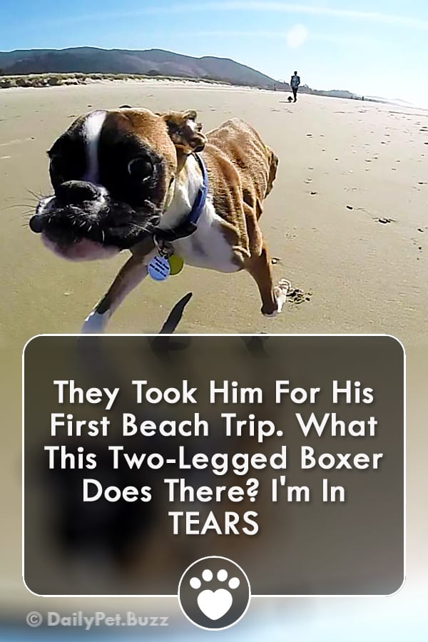 They Took Him For His First Beach Trip. What This Two-Legged Boxer Does There? I\'m In TEARS