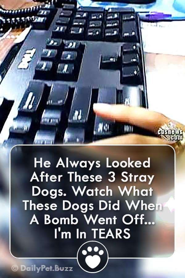 He Always Looked After These 3 Stray Dogs. Watch What These Dogs Did When A Bomb Went Off... I\'m In TEARS