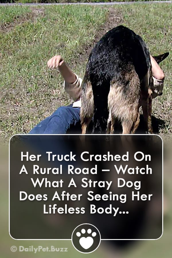 Her Truck Crashed On A Rural Road – Watch What A Stray Dog Does After Seeing Her Lifeless Body...