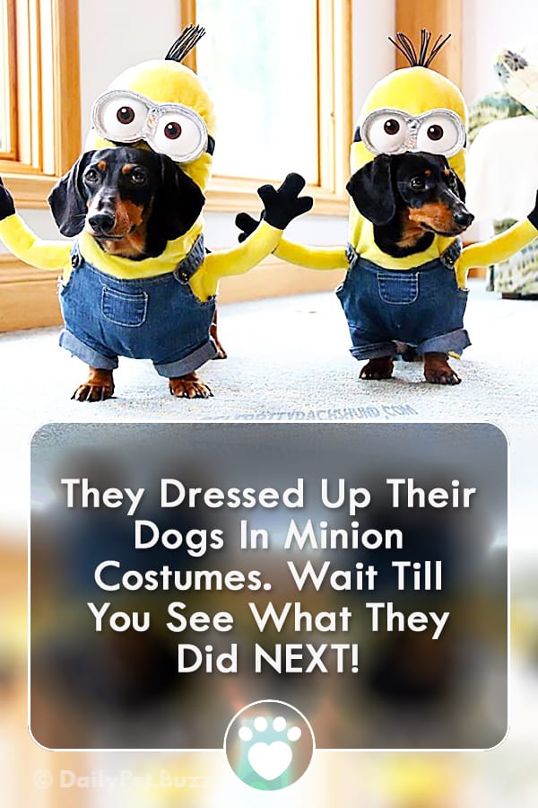 They Dressed Up Their Dogs In Minion Costumes. Wait Till You See What They Did NEXT!