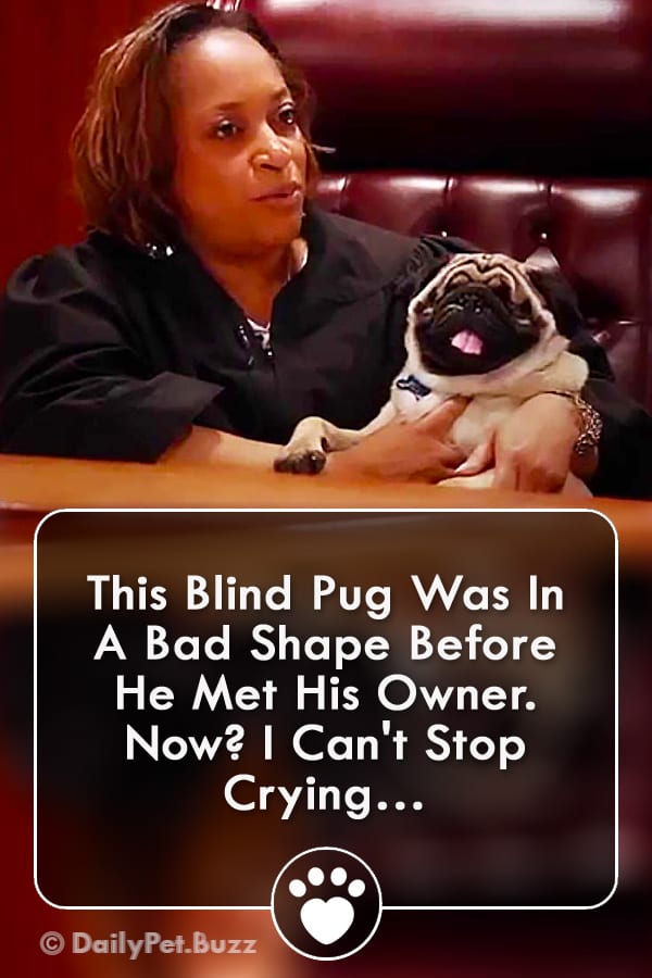 This Blind Pug Was In A Bad Shape Before He Met His Owner. Now? I Can\'t Stop Crying…