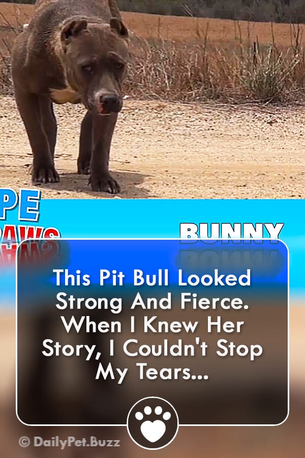 This Pit Bull Looked Strong And Fierce. When I Knew Her Story, I Couldn\'t Stop My Tears...