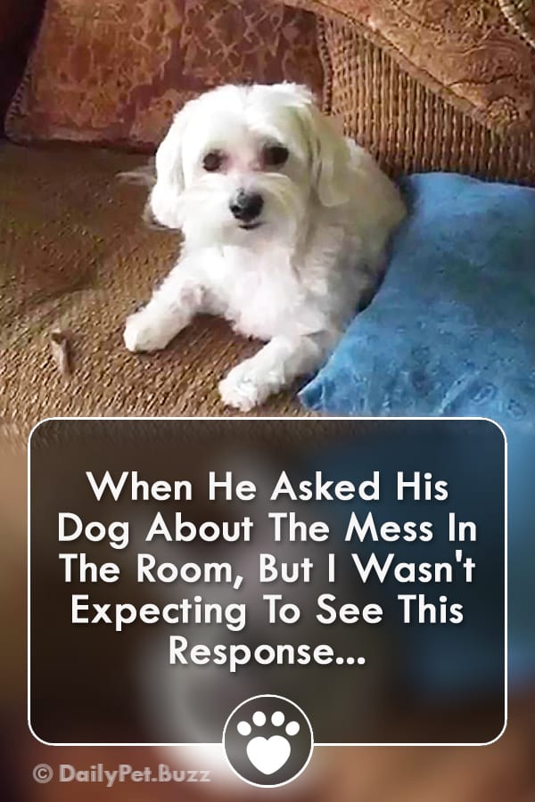 When He Asked His Dog About The Mess In The Room, But I Wasn\'t Expecting To See This Response...