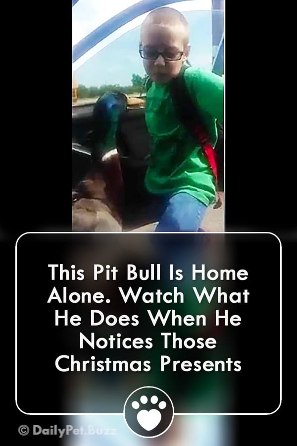 This Pit Bull Is Home Alone. Watch What He Does When He Notices Those Christmas Presents