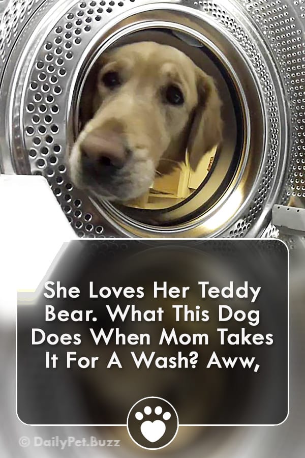 She Loves Her Teddy Bear. What This Dog Does When Mom Takes It For A Wash? Aww,