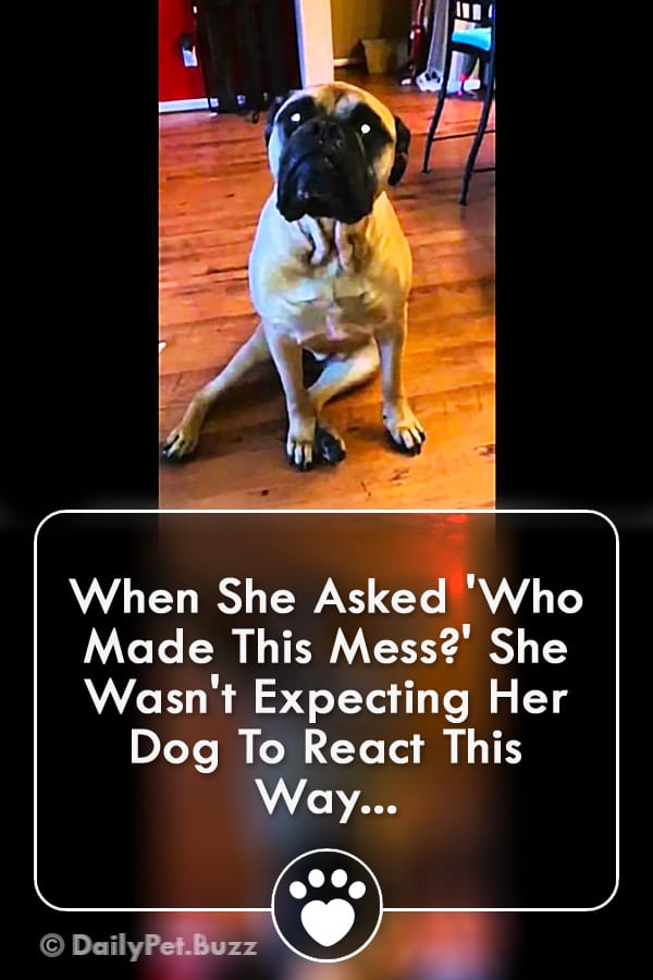 When She Asked \'Who Made This Mess?\' She Wasn\'t Expecting Her Dog To React This Way...