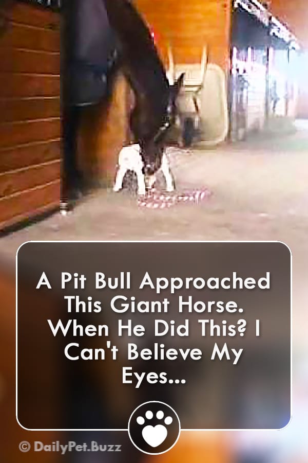 A Pit Bull Approached This Giant Horse. When He Did This? I Can\'t Believe My Eyes...