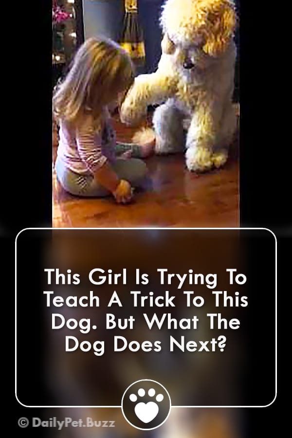 This Girl Is Trying To Teach A Trick To This Dog. But What The Dog Does Next?