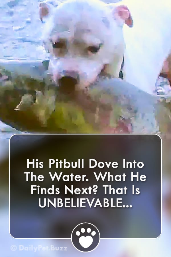 His Pitbull Dove Into The Water. What He Finds Next? That Is UNBELIEVABLE...