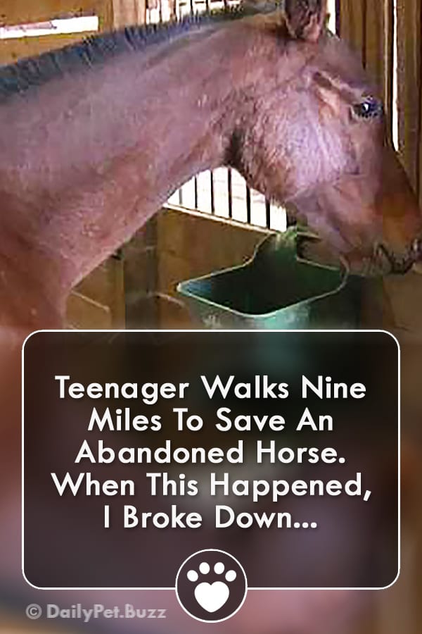 Teenager Walks Nine Miles To Save An Abandoned Horse. When This Happened, I Broke Down...