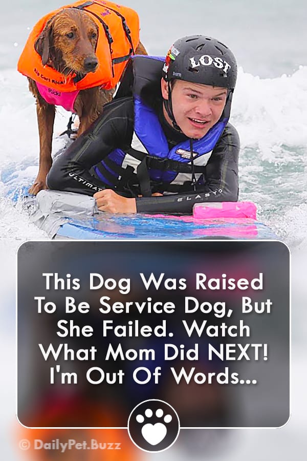 This Dog Was Raised To Be Service Dog, But She Failed. Watch What Mom Did NEXT! I\'m Out Of Words...