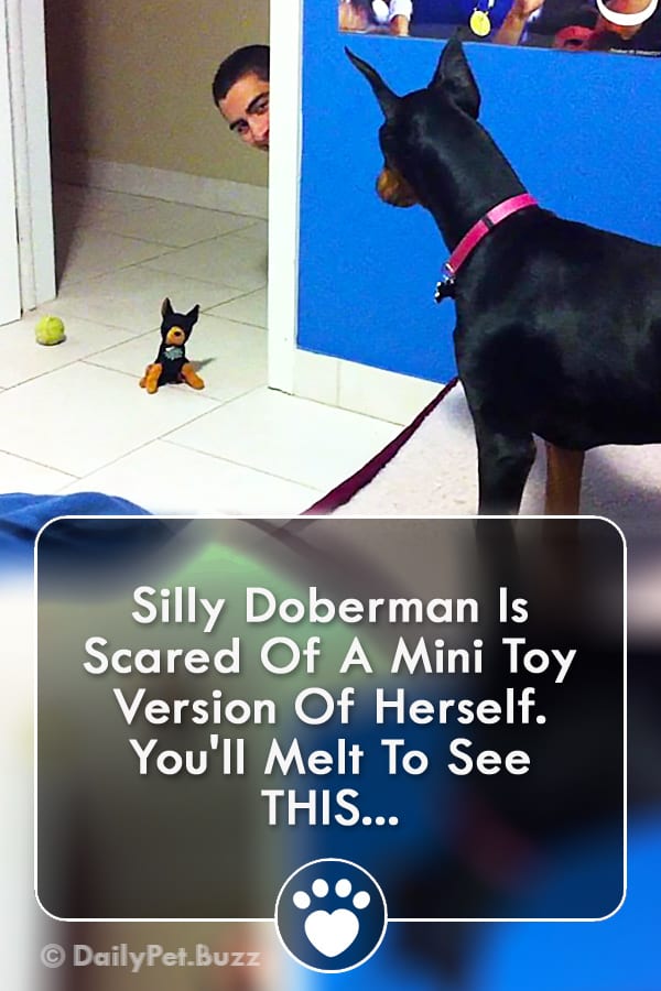 Silly Doberman Is Scared Of A Mini Toy Version Of Herself. You\'ll Melt To See THIS...