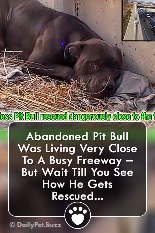 Abandoned Pit Bull Was Living Very Close To A Busy Freeway – But Wait Till You See How He Gets Rescued...
