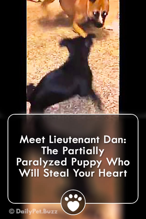 Meet Lieutenant Dan: The Partially Paralyzed Puppy Who Will Steal Your Heart