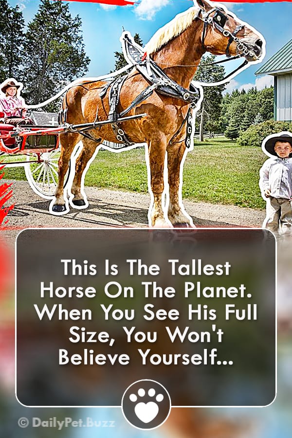 This Is The Tallest Horse On The Planet. When You See His Full Size, You Won\'t Believe Yourself...