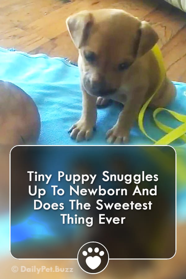 Tiny Puppy Snuggles Up To Newborn And Does The Sweetest Thing Ever