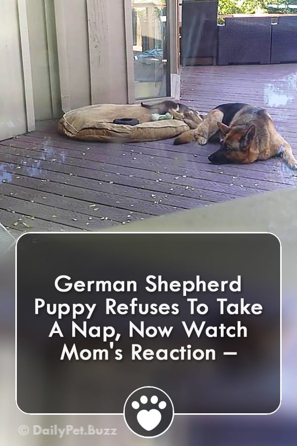 German Shepherd Puppy Refuses To Take A Nap, Now Watch Mom\'s Reaction –