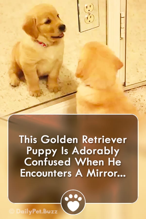 This Golden Retriever Puppy Is Adorably Confused When He Encounters A Mirror...