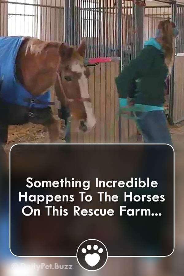Something Incredible Happens To The Horses On This Rescue Farm...