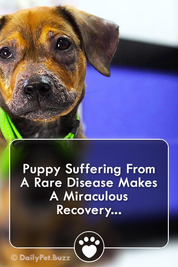Puppy Suffering From A Rare Disease Makes A Miraculous Recovery...