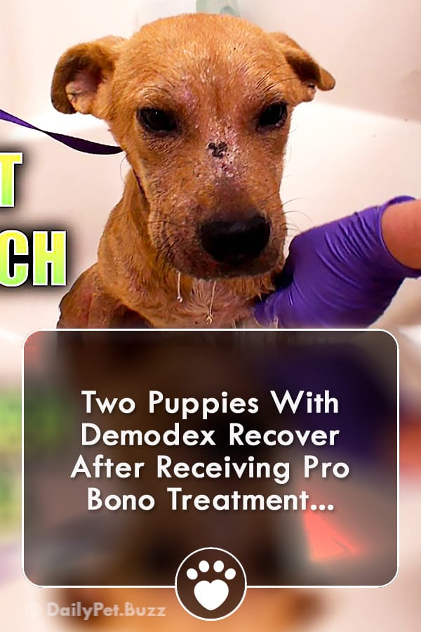 Two Puppies With Demodex Recover After Receiving Pro Bono Treatment...