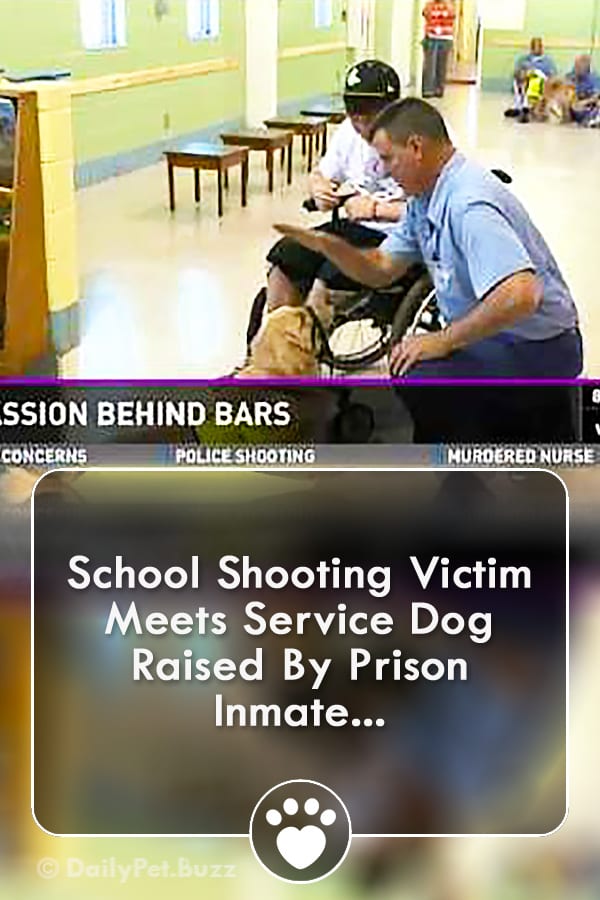 School Shooting Victim Meets Service Dog Raised By Prison Inmate...