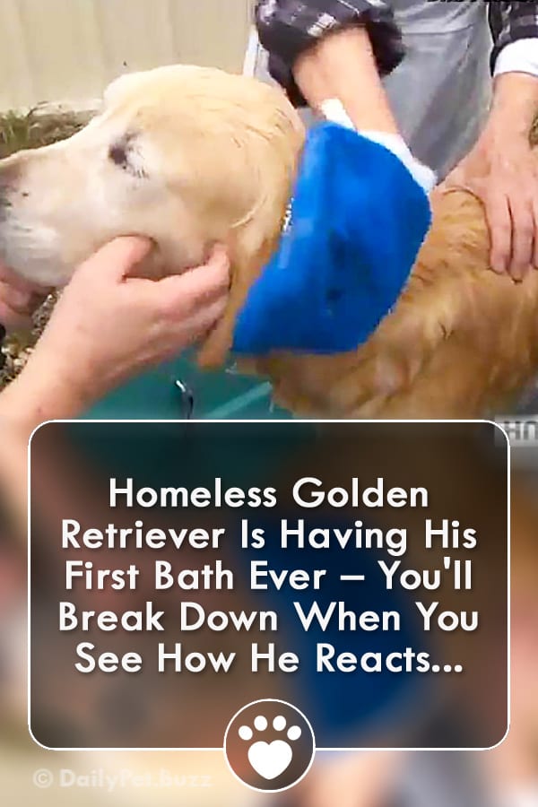 Homeless Golden Retriever Is Having His First Bath Ever – You\'ll Break Down When You See How He Reacts...