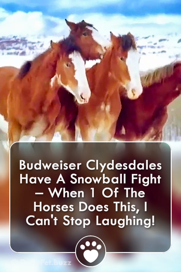 Budweiser Clydesdales Have A Snowball Fight – When 1 Of The Horses Does This, I Can\'t Stop Laughing!