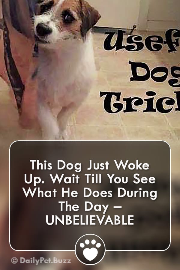 This Dog Just Woke Up. Wait Till You See What He Does During The Day – UNBELIEVABLE