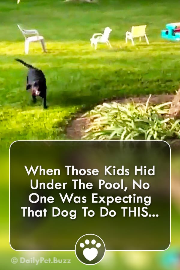 When Those Kids Hid Under The Pool, No One Was Expecting That Dog To Do THIS...