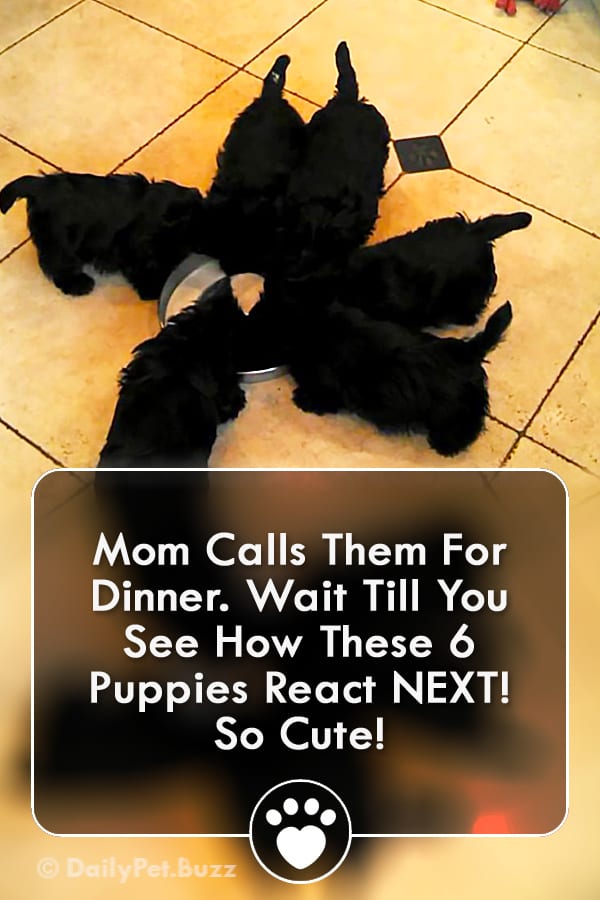 Mom Calls Them For Dinner. Wait Till You See How These 6 Puppies React NEXT! So Cute!