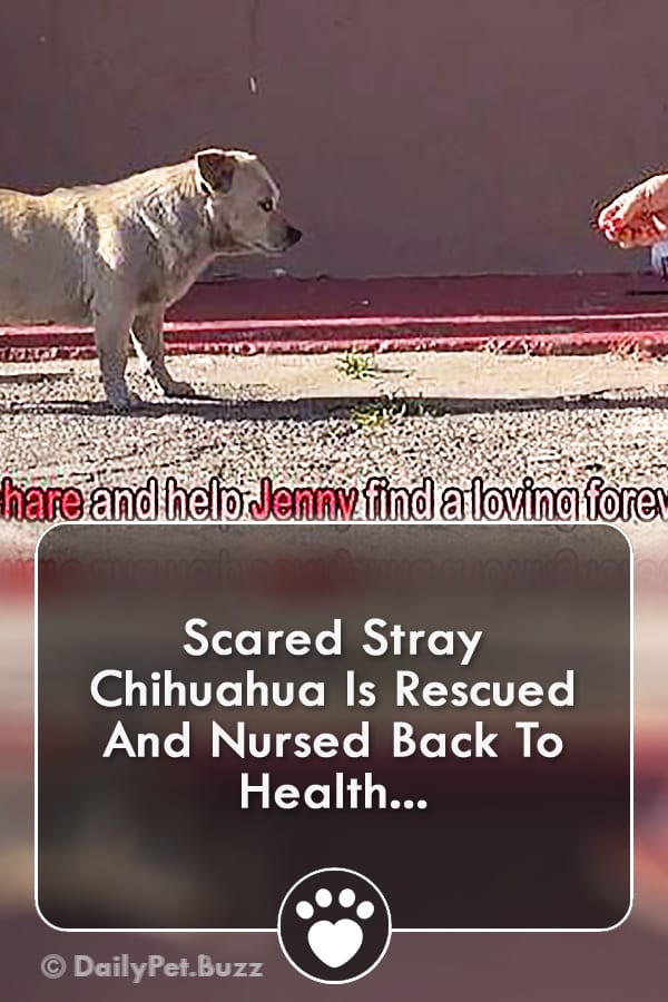 Scared Stray Chihuahua Is Rescued And Nursed Back To Health...