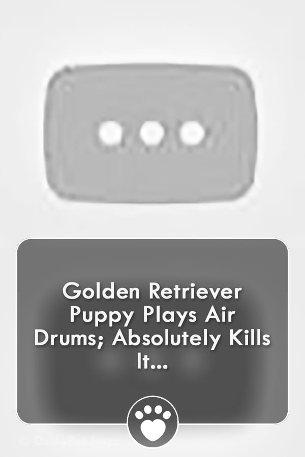 Golden Retriever Puppy Plays Air Drums; Absolutely Kills It...