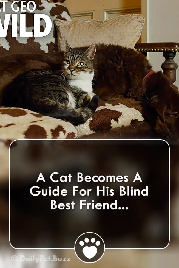 A Cat Becomes A Guide For His Blind Best Friend...