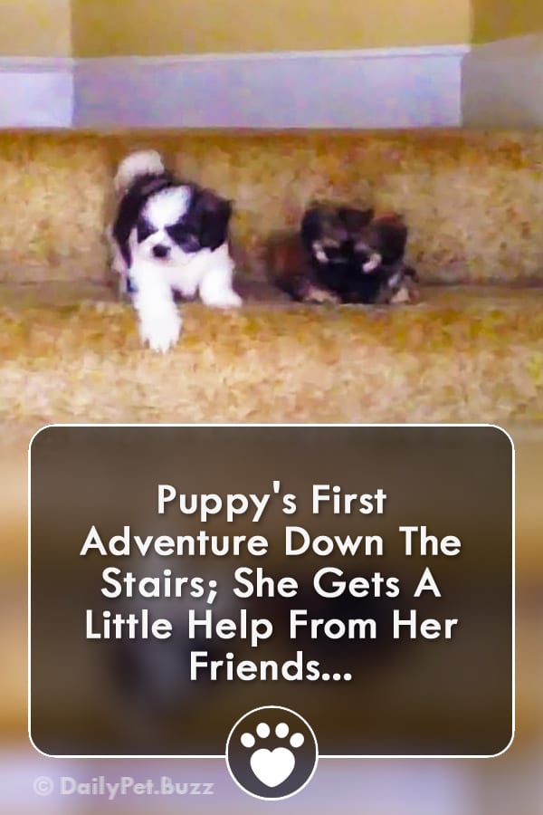 Puppy\'s First Adventure Down The Stairs; She Gets A Little Help From Her Friends...