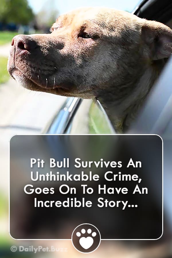 Pit Bull Survives An Unthinkable Crime, Goes On To Have An Incredible Story...