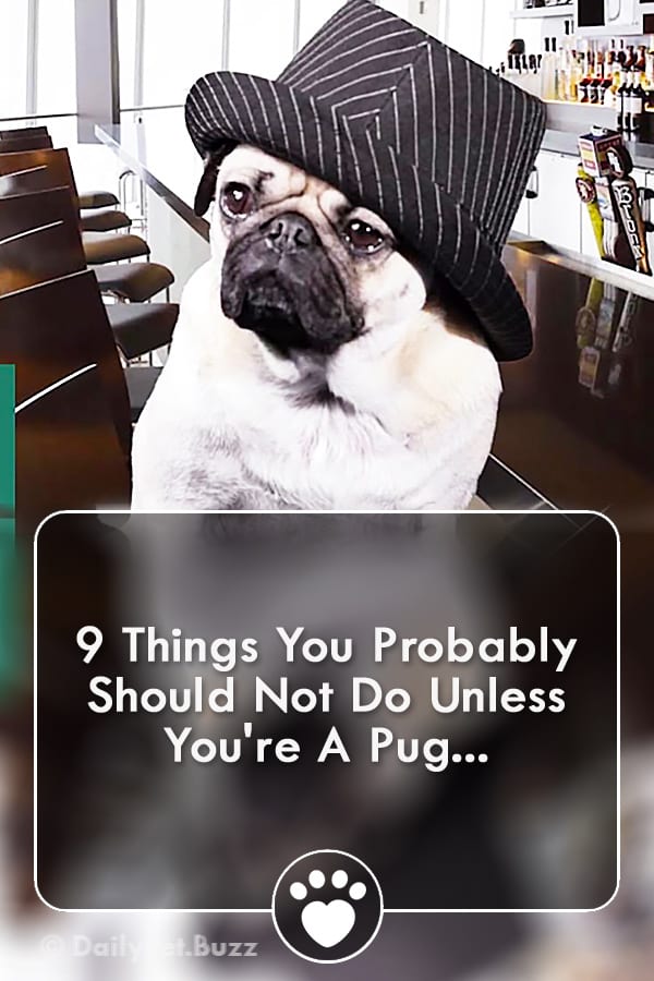 9 Things You Probably Should Not Do Unless You\'re A Pug...