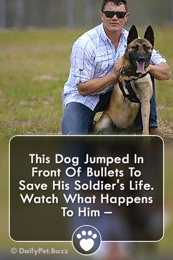 This Dog Jumped In Front Of Bullets To Save His Soldier\'s Life. Watch What Happens To Him –
