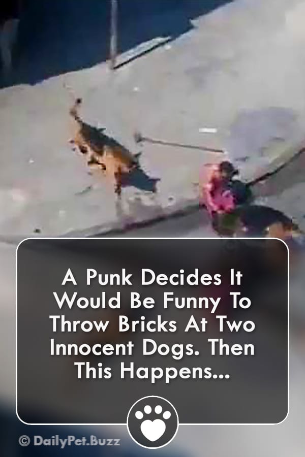 A Punk Decides It Would Be Funny To Throw Bricks At Two Innocent Dogs. Then THIS Happens...