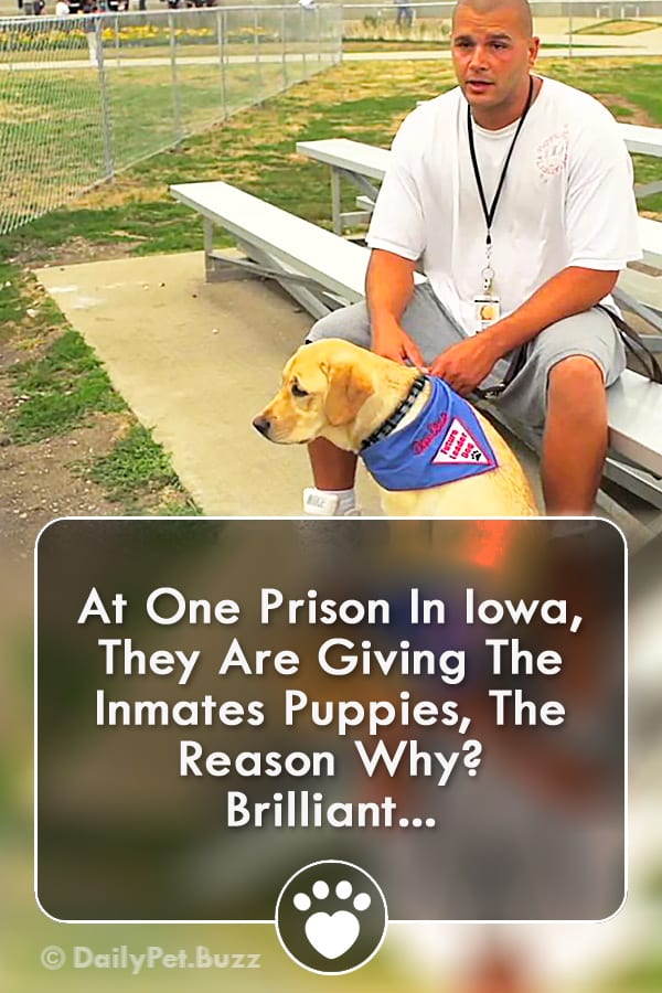 At One Prison In Iowa, They Are Giving The Inmates Puppies, The Reason Why? BRILLIANT!