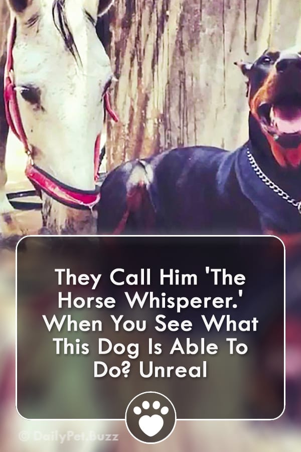 They Call Him \'The Horse Whisperer.\' When You See What This Dog Is Able To Do? Unreal