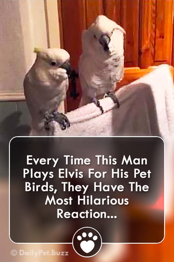 Every Time This Man Plays Elvis For His Pet Birds, They Have The Most Hilarious Reaction...