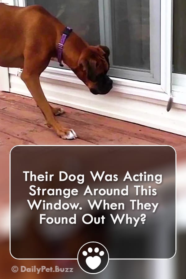 Their Dog Was Acting Strange Around This Window. When They Found Out Why?