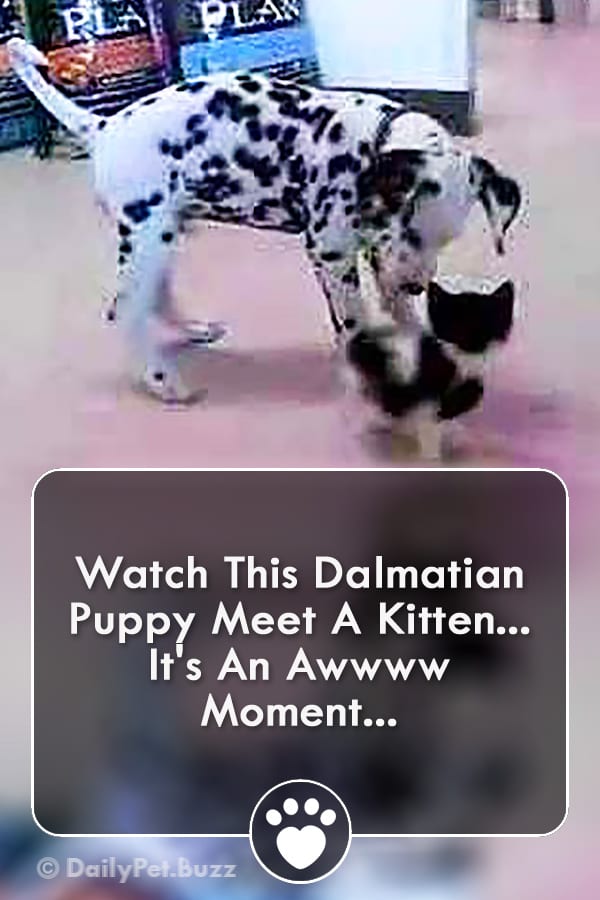 Watch This Dalmatian Puppy Meet A Kitten... It\'s An Awwww Moment...