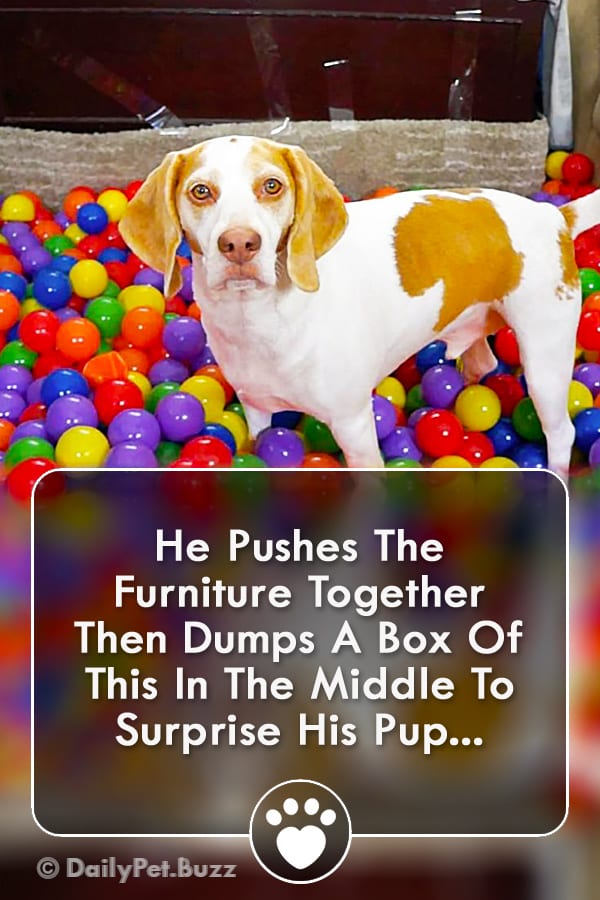 He Pushes The Furniture Together Then Dumps A Box Of This In The Middle To Surprise His Pup...